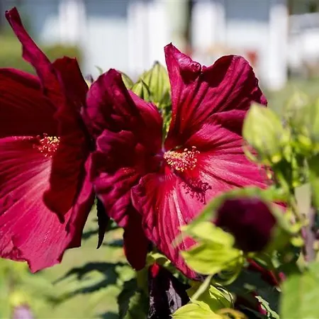 Tornacos Vendeghaz Дом отдыха Шальготарьян